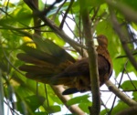 MacKinlay's Cuckoo-Dove
